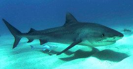 Belgesel çeken Netflix ekibine köpekbalıkları saldırdı