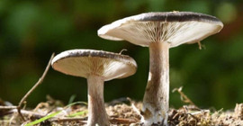Bolu'da mantardan zehirlenen dört kişi hastaneye kaldırıldı