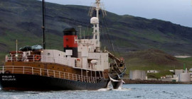 İzlanda oluklu balina avcılığını askıya aldı