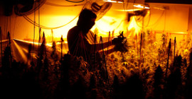 Barselona'da lüks villaya esrar baskını: 800 tane marihuana bitkisi bulundu
