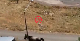Hareket halindeki araca at bağlayıp koşturan şüpheliye para cezası