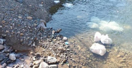 Ordu'nun derelerinden atık tavuk aktı: Firmaya para cezası kesildi