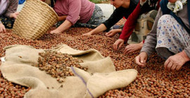 Fındık alım fiyatları belli oldu: Kilogram başına 84 lira