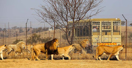 Güney Afrika'da 'tutsak aslan' sektörü tartışması: 8 binden fazla hayvan esir