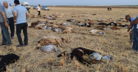 Tarlaya bırakılan zirai gübreli su 110 hayvanın sonu oldu