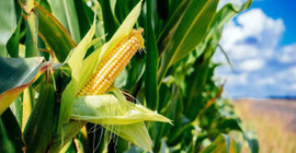 Çukurova'da üreticilerden ve ziraat odalarından mısır fiyatına tepki: 'Devletin amacı çiftçiyi bitirmek mi?'