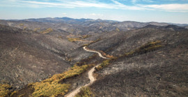 Yunanistan'ın Meriç Bölgesi'ndeki orman yangını sürüyor: New York büyüklüğünde alan kül oldu