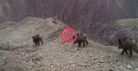 Bingöl'de yaban hayvanları fotokapanla görüntülendi