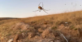 Dünyanın en zehirli örümceklerinden 'argiope lobata', Kırşehir'de görüldü