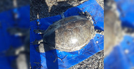 Datça'da caretta caretta ölü bulundu