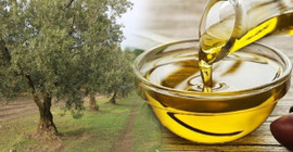 Zeytinyağı rekoru Afrin zeytiniyle mi geldi?