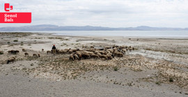 Van Gölü kuraklığın pençesinde: 'Balıkların yüzdüğü yerde artık hayvanlar otluyor'