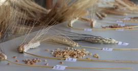 Prof. Dr. Karagöz: Türkiye'de buğday genetik çeşitliliğinin yüzde 92'sini kaybettik