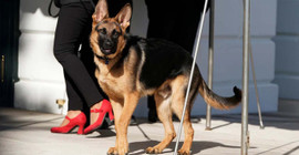 Biden'ın köpeği 'Komutan' bir Gizli Servis ajanını daha ısırdı