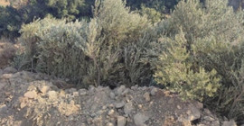Karaburun Belediye Başkanı'ndan RES için ağaç kesimine tepki: Zeytinime dokunma, keçilerimiz yaşasın