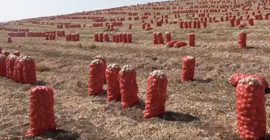 Okullar açılmasına rağmen mevsimlik tarım işçisi çocuklar tarlada çalışıyor: Para olmazsa beni okula nasıl gönderecekler