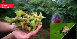 Karadeniz'deki fındık tarlalarında böcek istilası: 'Afet bölgesi ilan edilmeli'