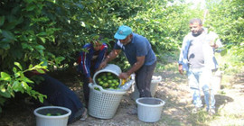 Adana'da toplama maliyetini karşılamayan limon dalında kaldı