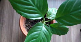 Evdeki çiçeklerin solmasına yol açan hata. Birçok ev hanımı dikkat etmiyordu!