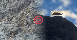 Van'da 'dikenli dantel böceği' görüntülendi