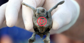 153 bin yavru Caretta caretta denizle buluştu