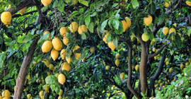 Dünyanın en faydalısı! Faydaları saymakla bitmiyor. Yeni hasat edildi! Tüm ülke geneline gönderiliyor