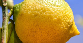 Limonun suyu daha fazla nasıl çıkar? Aşçıların hep uyguladığı yöntem