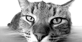 Kedilerin Mutsuz Olmasına Yol Açan Yaygın Hatalar: Onlara Asla Bunları Yapmayın