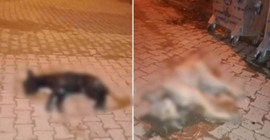 Aydın'da zehirlenen beş sokak köpeği ölü bulundu