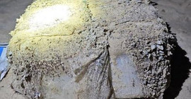 Avustralya sahillerine vuran 'tuğlalardan' 124 kilogram kokain çıktı