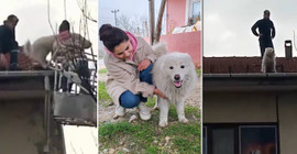 Binanın çatısına çıkan köpek, sahibi gelince indi