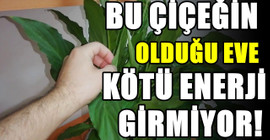 Bu çiçek evde beslendiğinde evin havası ve enerjisi değişiyor! Eve güzel enerji veren çiçek