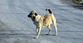Kırklareli'nde sahipsiz köpeği bıçakla öldüren sanıktan 'hayvanları çok seviyorum' savunması