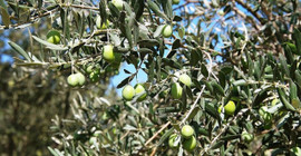 Ulaştırma ve Altyapı Bakanlığı'nın Hatay’daki projesine onay çıktı: Otoyol için zeytin ağaçları kesilecek