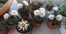 Açmayan kaktüs nasıl açar? Kaktüsün hızlı büyümesini sağlayan tüyo