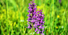 Ekenler zengin oluyor; Yokluğa son veren bitkinin tohumu bulup ekenler verimden mutlu