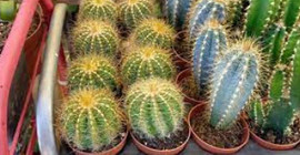 Evde kaktüs besleyenlerin bilmesi gerekiyor; Kaktüsün canlanmasını sağlayan tüyo