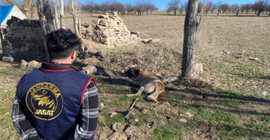 Nevşehir'de köpek dövüştürüp, yasa dışı bahis oynayan 9 kişiye gözaltı