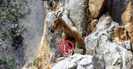 Niğde'de yaban keçisini öldüren kişiye 311 bin 522 lira para cezası