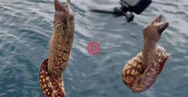 Muğla'da oltaya 1 metrelik müren takıldı: Kanı ve ısırığı zehirli