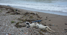 Giresun'da sahilde çok sayıda ölü köpek bulundu