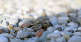 Caretta carettalar için gönüllü aranıyor