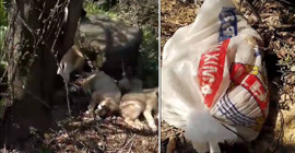 Ağzı bağlı çuvallara koydukları yavru köpekleri barınak önüne bıraktılar