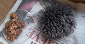 Yavru kirpi diye veterinere götürdü, şapka ponponu çıktı