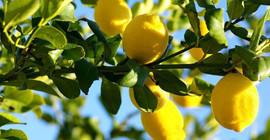 Limonlu Mahallesi, limonu bıraktı