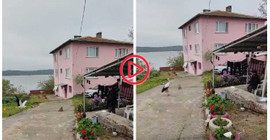 Balıkçı Adem Yılmaz, Yaren Leyleği ‘bayram şekerin' diyerek balıklarla besledi