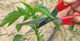 İyi Çiçek Açması İçin Nisan Aydında Mutlaka Budamanız Gereken 5 Ağaç ve Bitki