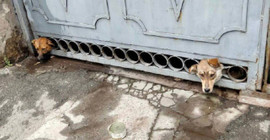 Herson’da bombardımandan korkan köpeklerin başı demir kapıya sıkıştı