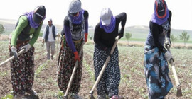 Mevsimlik tarım işçileriyle ilgili yeni düzenleme Resmi Gazete'de