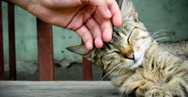Profesyonel kedi okşayıcı arıyor